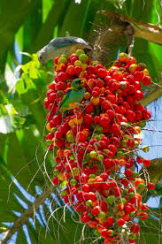 Mudas Frutíferas (Nativas e Exóticas) - Frutabella