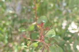 Image result for Spirostachys