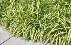 Image result for Carex mannii