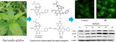 Image result for Monotes engleri