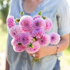 Image result for Stolzia heiligenthalii