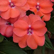Image result for Impatiens sylvicola