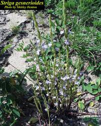 Image result for Striga gesnerioides
