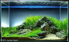 There Are Several Different Styles Of Aquascaping But They All Try For Basically The Same Result Creating A Aquarium Landscape Aquascape Aquarium Aquascape