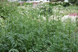 Image result for Valeriana