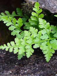 Image result for Asplenium adiantum-nigrum