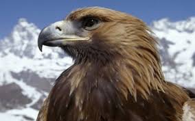Golden Eagle Hd Desktop Wallpaper Eagle Wallpaper Eagle Pictures Animals Images