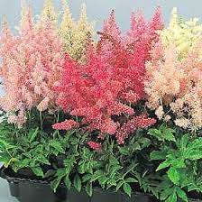 Astilbe Flowers Perennials Flower Seeds Bonsai Flower