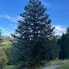 Image result for Arauk rie Araucaria