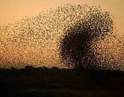 A swarm of cicadas grounded a white house charter jetliner late tuesday, delaying dozens of reporters set to travel to europe ahead of president joe biden's first overseas trip. East Coast Of Us Braces For Billions Strong Cicada Swarm Creepy Animals Animal Behavior Incredible Creatures