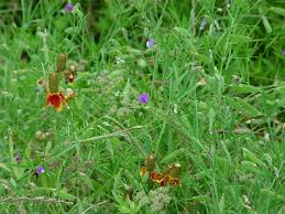 Image result for Lathyrus hirsutus