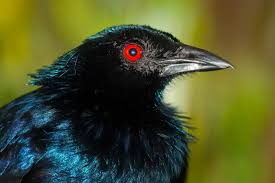 Image result for Manulea conferta