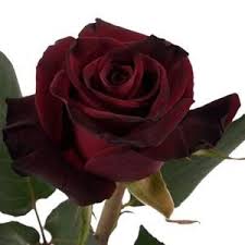 In korean cuisine, the azuki beans. Wedding Flowers Dark Red Roses Dark Red Roses Red Rose Pictures Rose Varieties