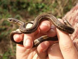 When garter snakes hibernate, they will do so in communities. Garter Snakes Of Western Washington