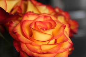 Get best flower arrangements and fresh flower bouquet ideas from interflora.in like hand tied bouquets, roses bouquets, etc. Fire Flower Explore These Flowers That Look Like Fire Floraqueen