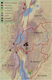 Image result for Impatiens purpureoviolacea