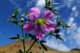 Image result for Fagonia