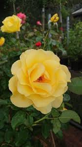 There are many varieties of climbing roses but not all of them do well in shade. Can Roses Grow In The Shade Gardener Report