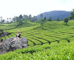 Berwisata di rumah boscha dan kebun teh pangalengan bukanlah tempat yang baru buat saya. Kebun Teh Di Bandung Raya Yang Pas Untuk Menyendiri Suasananya Cocok Bagi Si Introvert