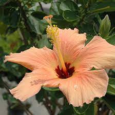 Peach Hibiscus Hibiscus Rosa Sinensis Peach In Greensboro High Point Winston Salem Summerfield North Carolina Nc At New Garden Landscaping Nursery
