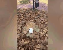 Our dog loves to jump and roll in leaves but did you know dogs can get allergies from eating leaves and rolling in like any small child, dogs cannot resist jumping into these large mounds of leafy goodness and rolling around in the ensuing carnage, but why do dogs. Dog Jumping In Leaves Gifs Tenor