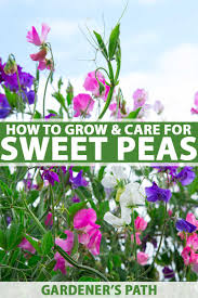 Check spelling or type a new query. How To Plant Grow And Care For Sweet Pea Flowers Gardener S Path