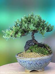 Pin On Bonsai