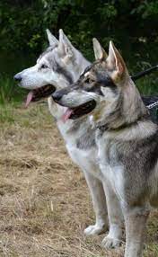 41 Northern Inuit Dogs Ideas Northern Inuit Dog Dogs Wolf Dog