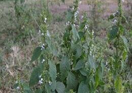 Image result for Hypoestes forskaolii