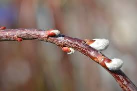 Image result for Goat Willow