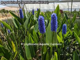 Image result for Pontederia