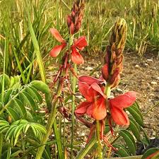 Image result for Trichodesma physaloides