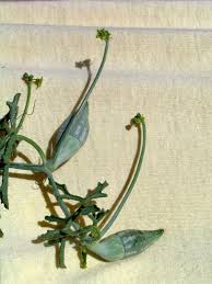 Image result for Corallocarpus welwitschii