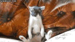 Strange animated gif art is happening at antlers wifi and it's being collaged with some interesting choices of photography. Couch Potato Kitty Senor Gif Pronounced Gif Or Jif
