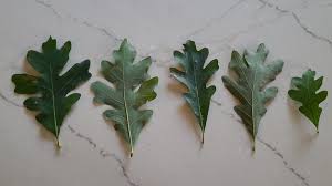 Image result for white oak leaf