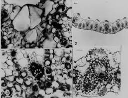 Image result for Alloteropsis semialata