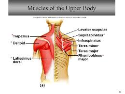 Striated musculature is comprised of two types of tissues: Bio 101 Laboratories 11 12 Muscle Histology Gross