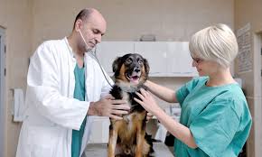 City pets™ is your local veterinarian in new york serving all of your needs. How To Save On Vet Care In New York City