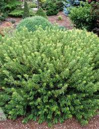 It is not always easy to distinguish t. Nvk Nurseries