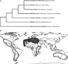 Image result for Agrocharis