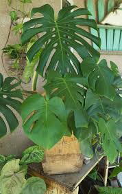 Split Leaf Philodendron In Wooden Box Stays Outside For The Sommer Aerial Root Is Climbing The Wall Behind It Bought It Plant Leaves Plants Philodendron