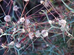 Image result for Cuscuta approximata