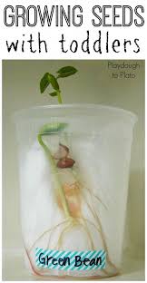 Your children really love science, don't they? Growing Seeds With Toddlers Playdough To Plato Science For Kids Science For Toddlers Spring Preschool