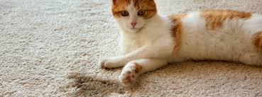 Zu zweit können die katzen in der wohnung spielen, schmusen und auch mal raufen, wie es eine katze mit einem menschen nicht kann. Katze Markiert In Der Wohnung Leonardo