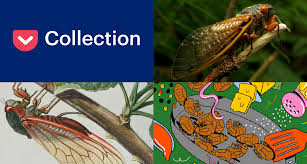 A brood x cicada hangs on a leaf saturday, june 5, 2021, in washington. The Great Cicada Swarm What To Know About Brood X