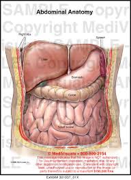 Female abdominal anatomy images female abdominal anatomy. Diagram Diagram Of Abdominal Full Version Hd Quality Of Abdominal Neckdiagram Veritaperaldro It