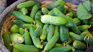 Image result for Cucumis sativus