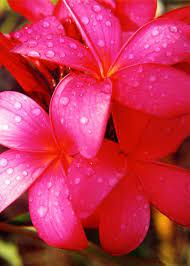 Pin On Flowers Landscapes