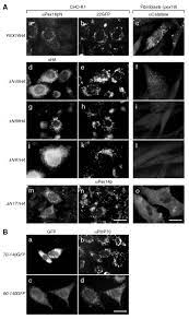 Maybe you would like to learn more about one of these? The Membrane Biogenesis Peroxin Pex16p Topogenesis And Functional Roles In Peroxisomal Membrane Assembly Sciencedirect