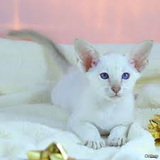 Find you best friend within the thousand breeds available on gumtree: Cattery Scottish Fold Siamese Oriental Kittens For Sale